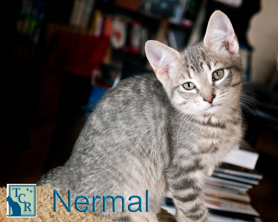 nermal-2[1]