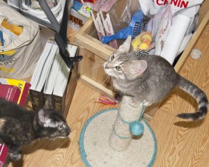 Cookie and Nermal at Pet Uno awaiting Adoption