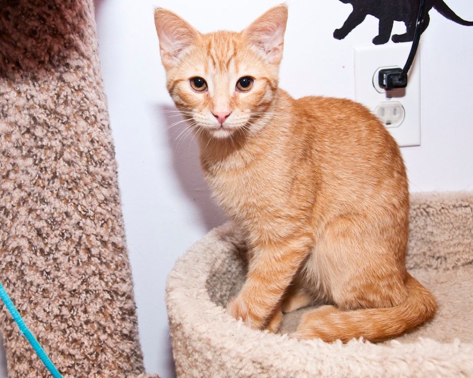 Flash allows us to capture a realistic version of this kitten's orange tabby coat