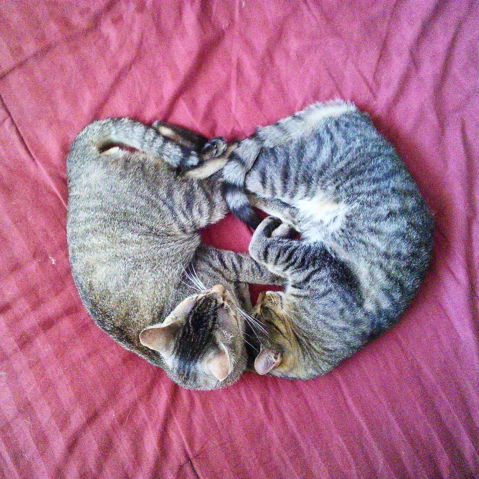 Heart Shaped Cats