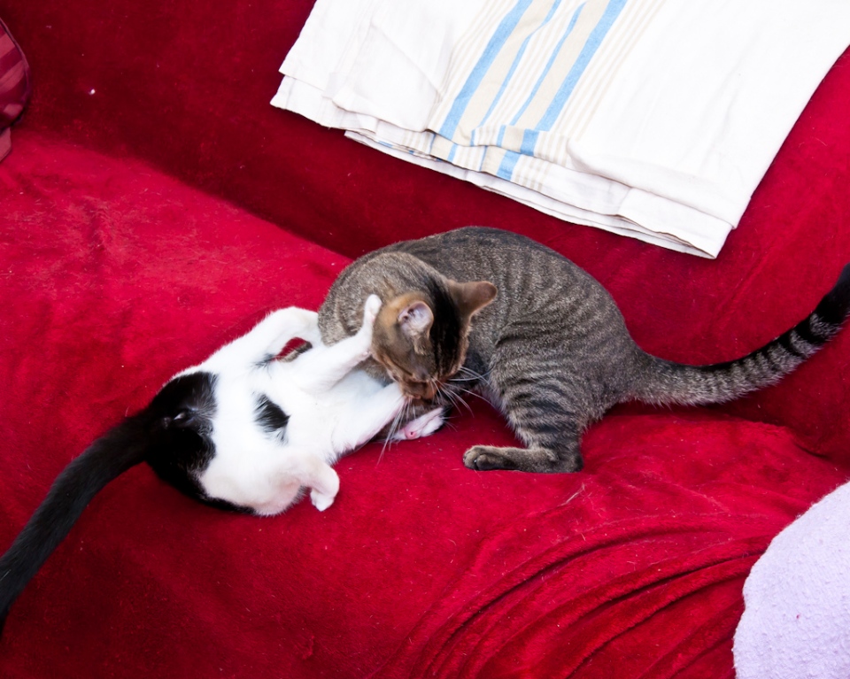 Kitten Imogene playing with Spencer