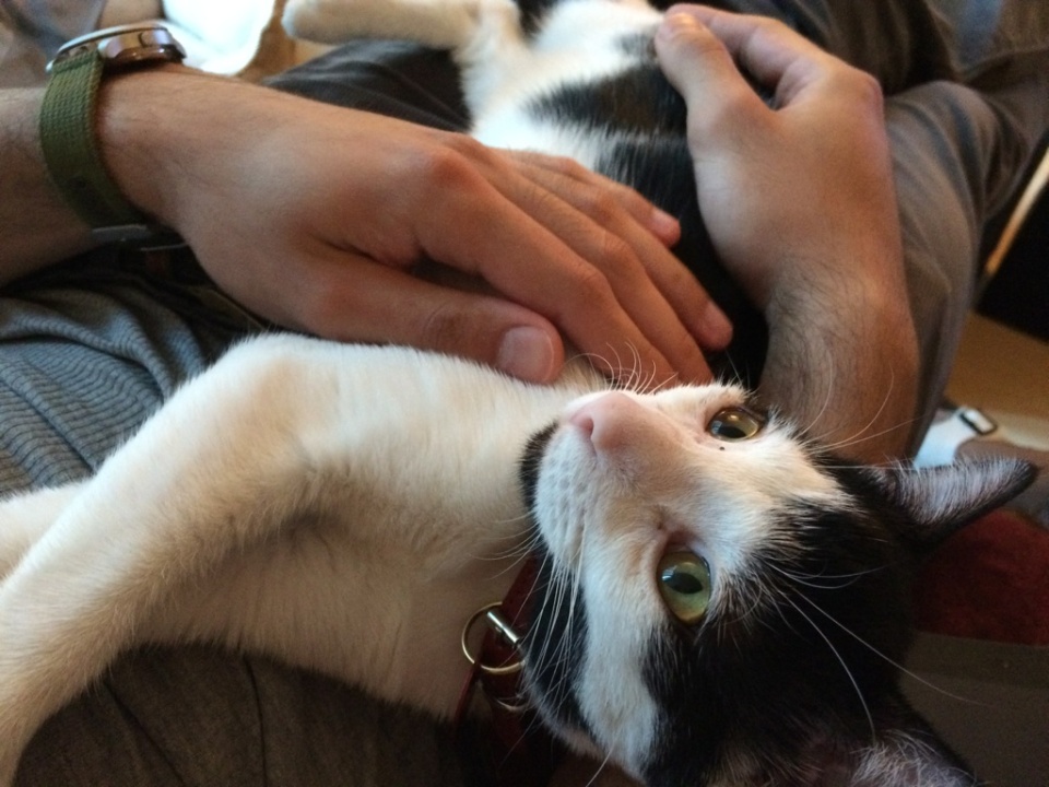 Kitten Imogene in Her new Home